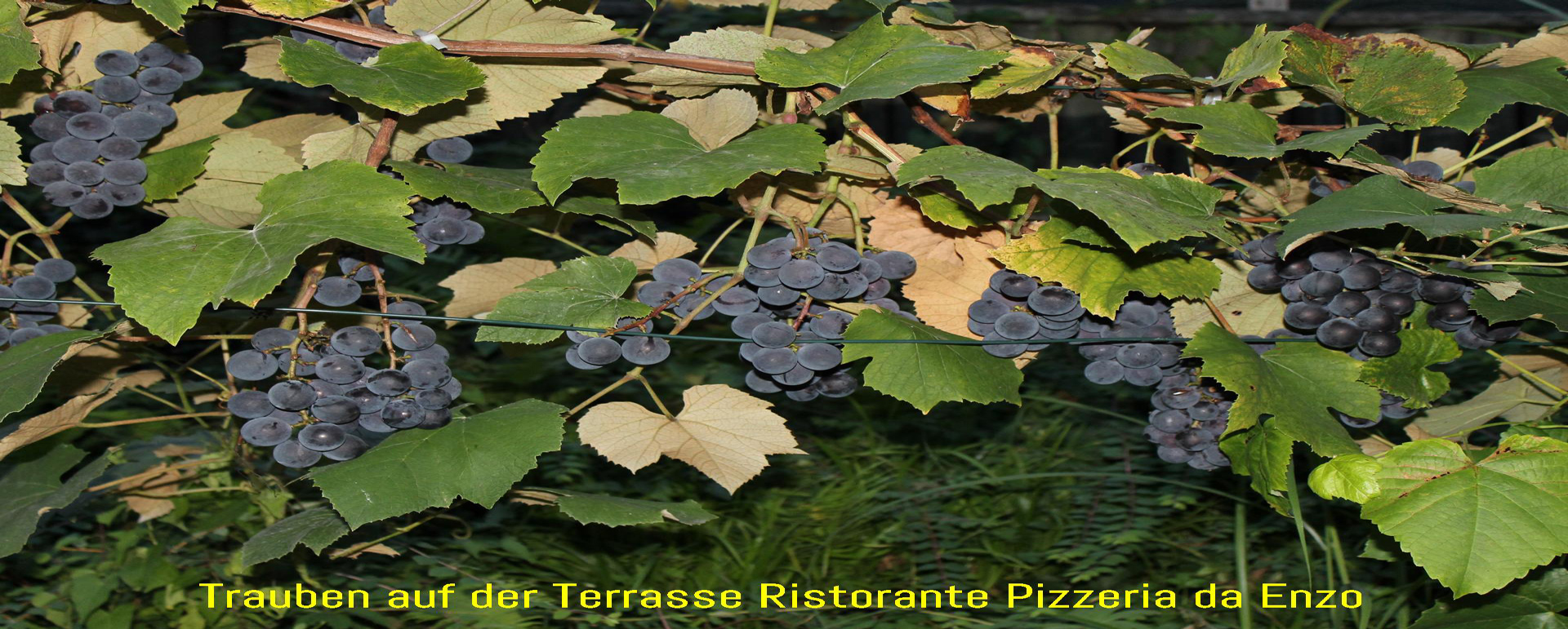 Weintrauben auf der Terrasse Ristorante Pizzeria da Enzo